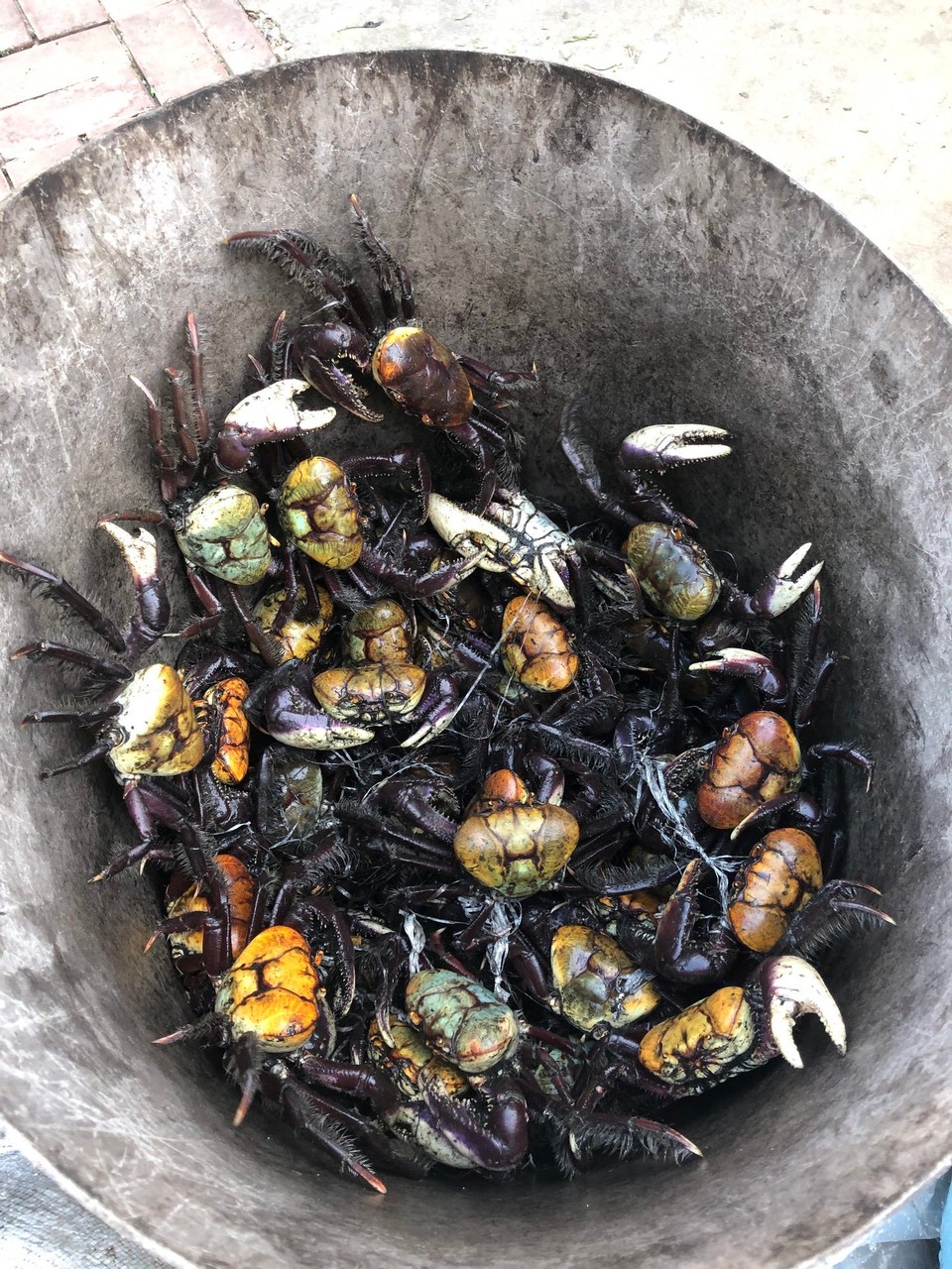 Brasilien - Salvador - Krebse im Stadtzentrum