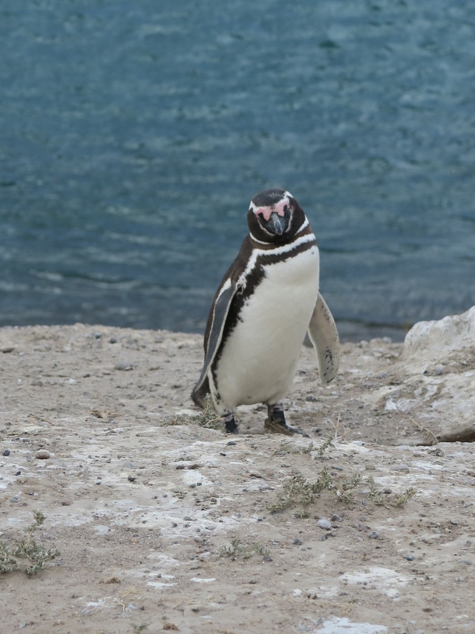 Argentina - Valdes Peninsula - Pingouin de magellan,  ils avaient froid, comme nous avec le vent glacial