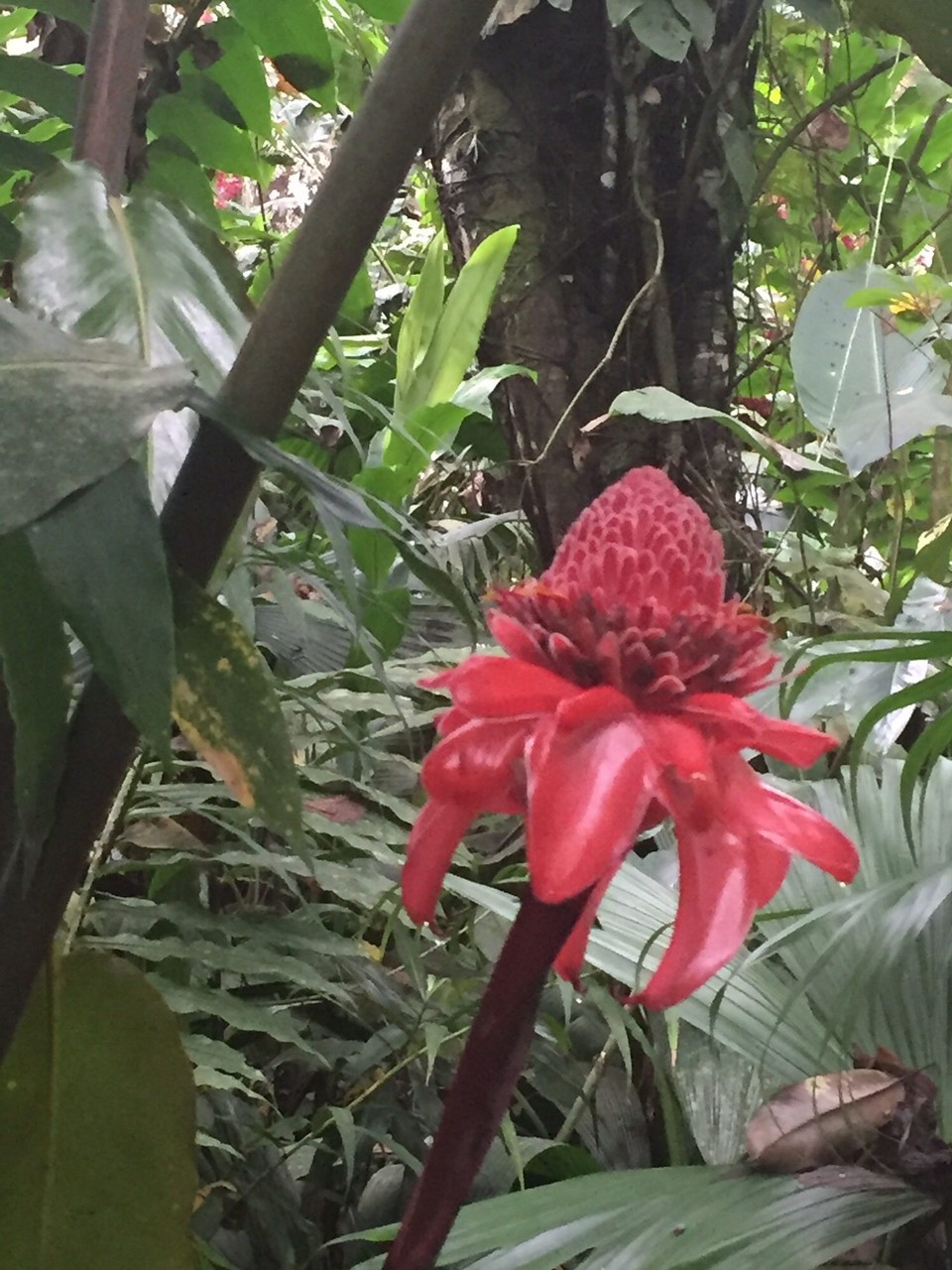 Costa Rica - La Fortuna - 