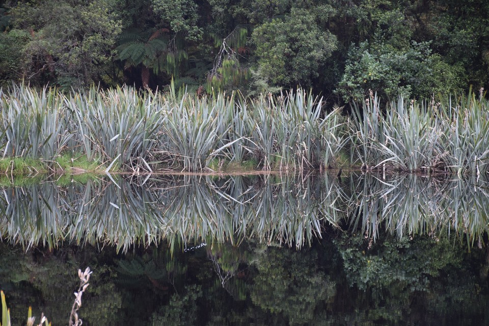 Neuseeland - Lake Matheson - 