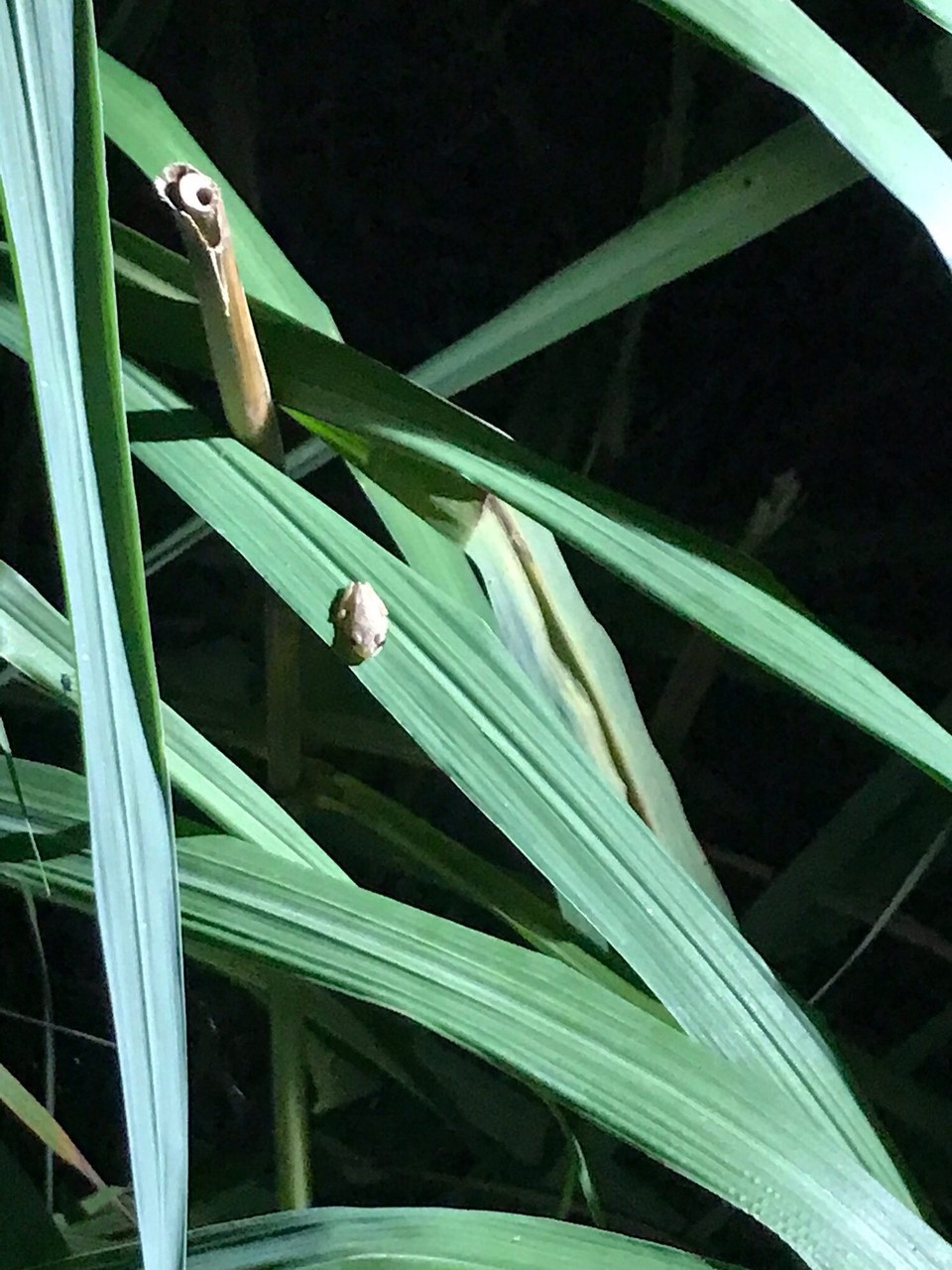 Costa Rica - San Carlos - 