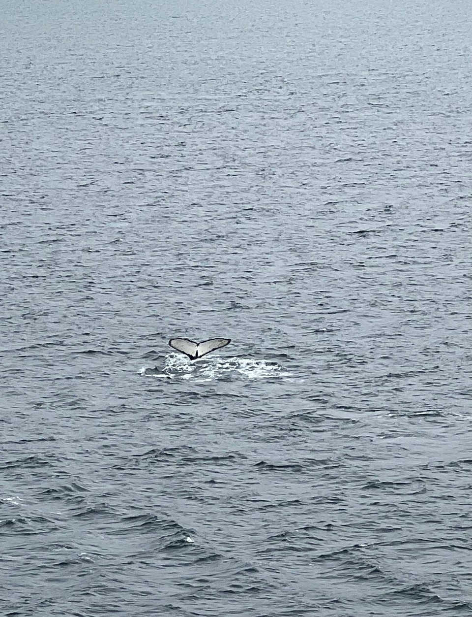 unbekannt - Beagle Channel - Whales!