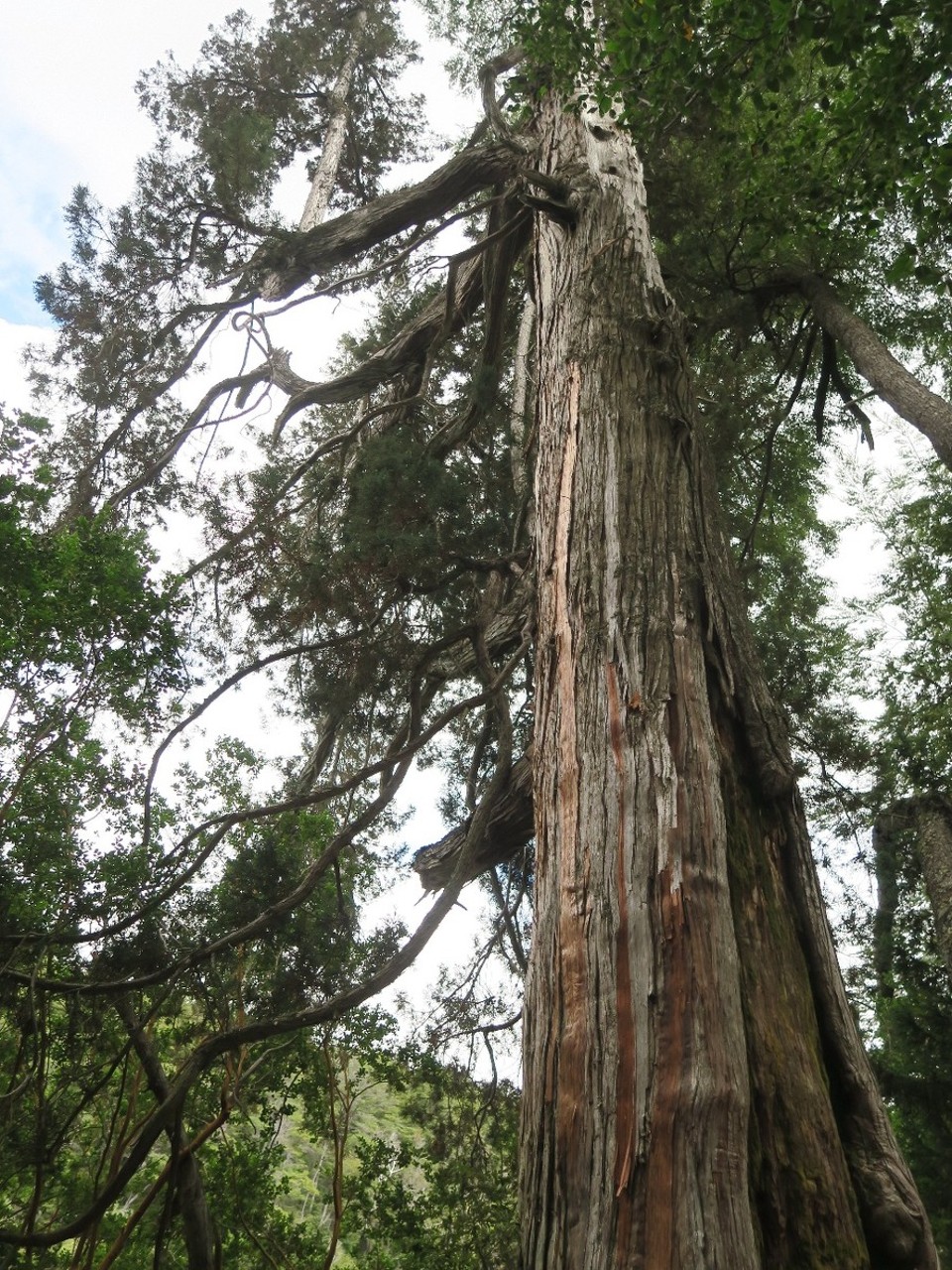 Argentina - Esquel - Un alerce de 800 ans