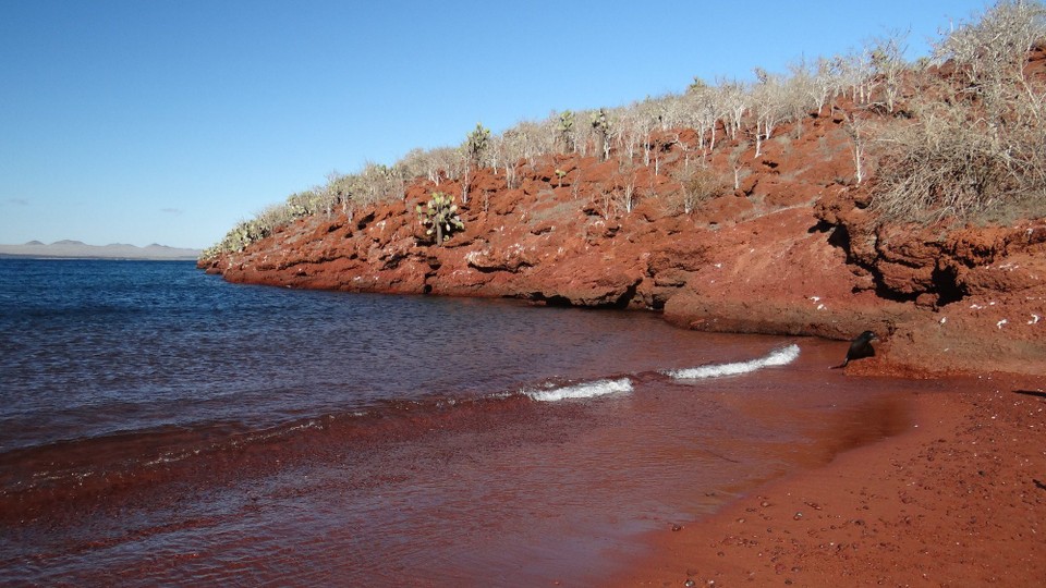 Ecuador - Rabida Island - Red Beach