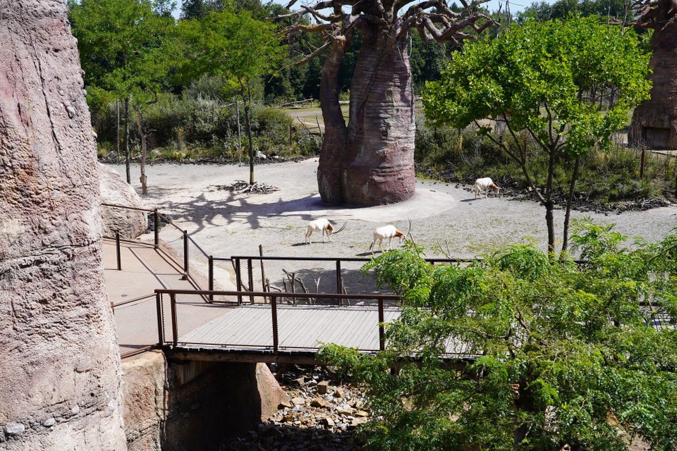 Schweiz - Zürich - Durch eine Schlucht, den Canyon, über eine Brücke.....