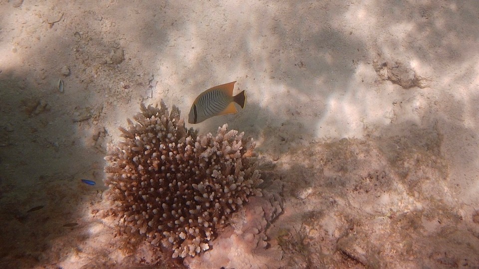 Australien - Cape Range National Park - Irgend ein Falterfisch..
