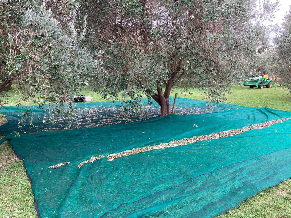 Neuseeland - Ward - Ziemlich gute Ernte für einen Baum 👍