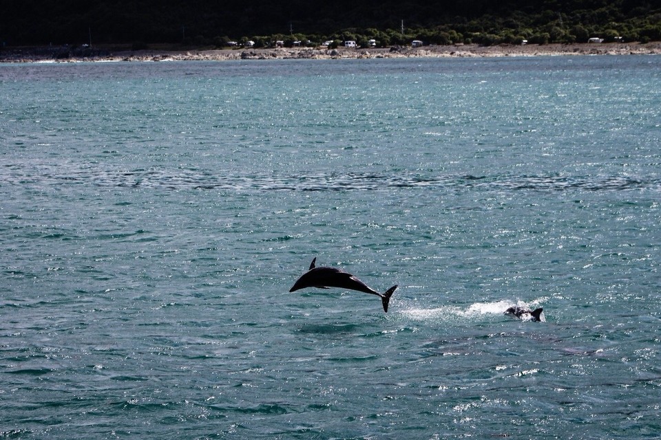 Neuseeland - Kaikoura Peninsula - 