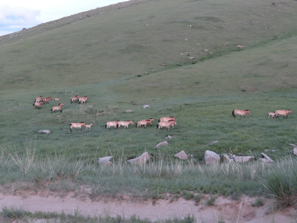 Mongolia - unbekannt - Przewalski's horses