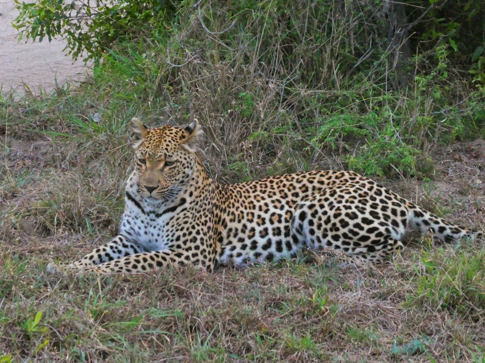 Südafrika - Kruger-Nationalpark - 