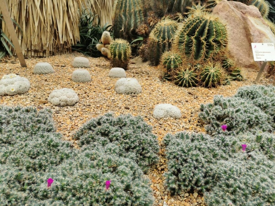 Singapur - Singapur - Flower Dome