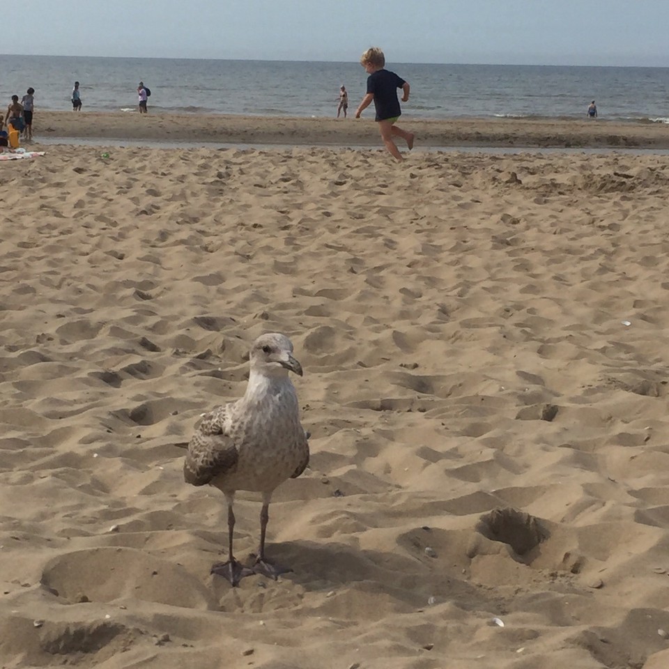 Niederlande - Katwijk - 