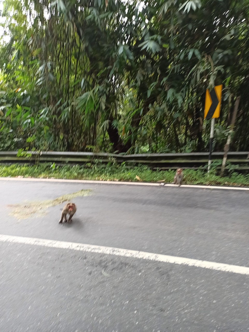 Indien - Suryanelli - Monkeys on the street. 