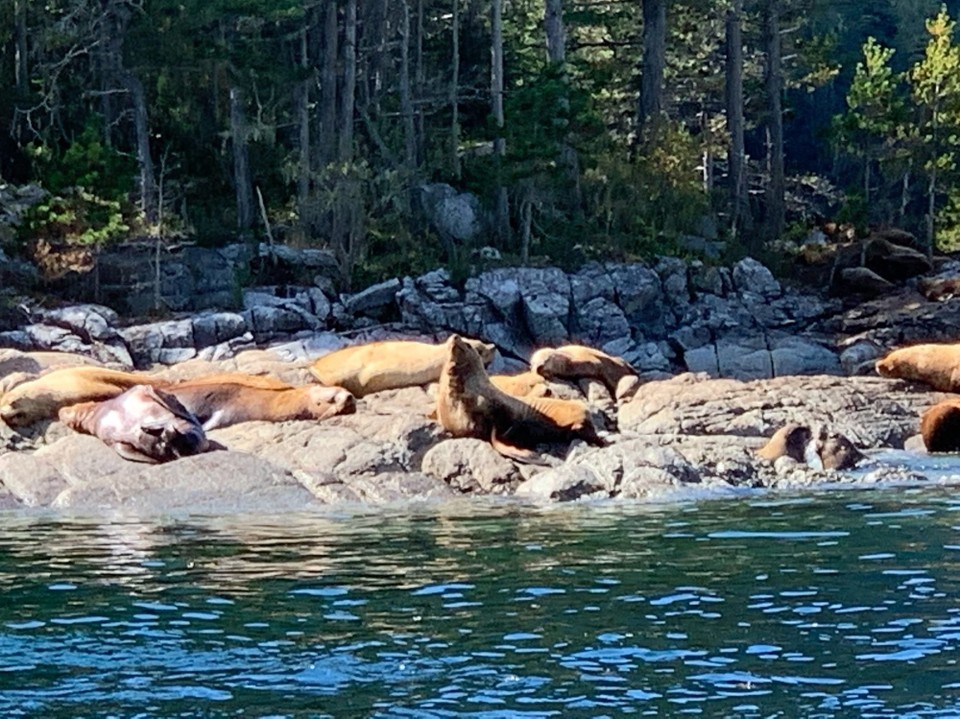 Kanada - Campbell River 11 - 