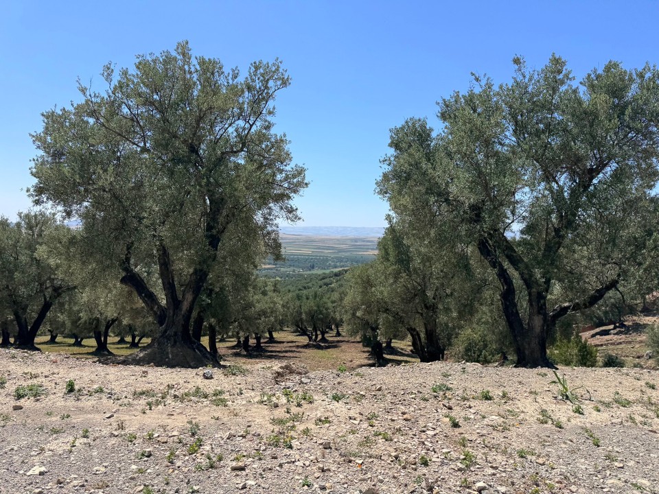Marokko - Fes - Wir fahren aber lieber durch das Rifgebirge , vorbei an riesige Olivenhainen. 
Marokko hat bereits einen großen Anteil an den Exporten nach Europa.