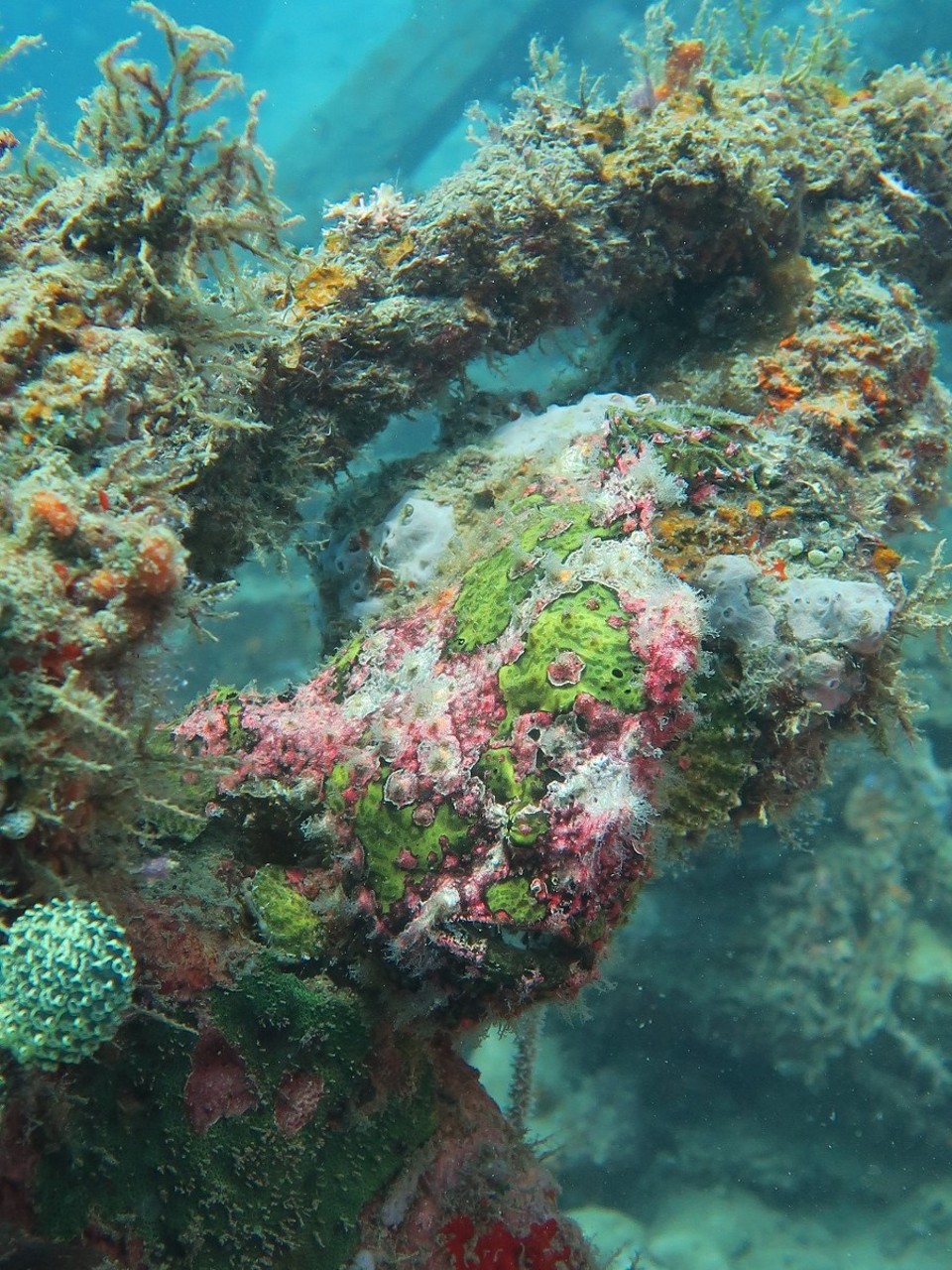 Philippines - Puerto Galera - Il faut un oeil averti pour trouver mr frog fish camoufle sur l'epave