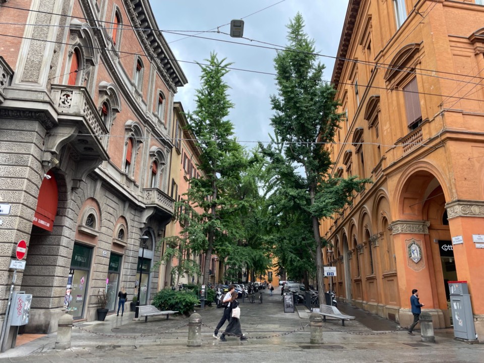 Italien - Bologna - Seltene Bäume in den Strassen