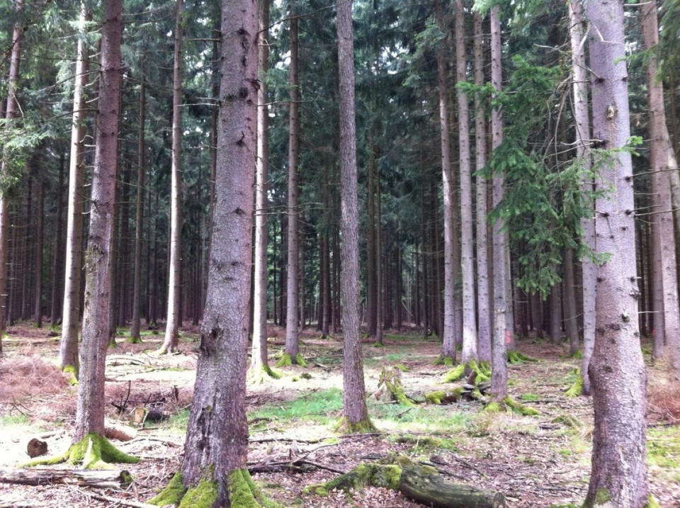 Deutschland - Buchen (Odenwald) - 