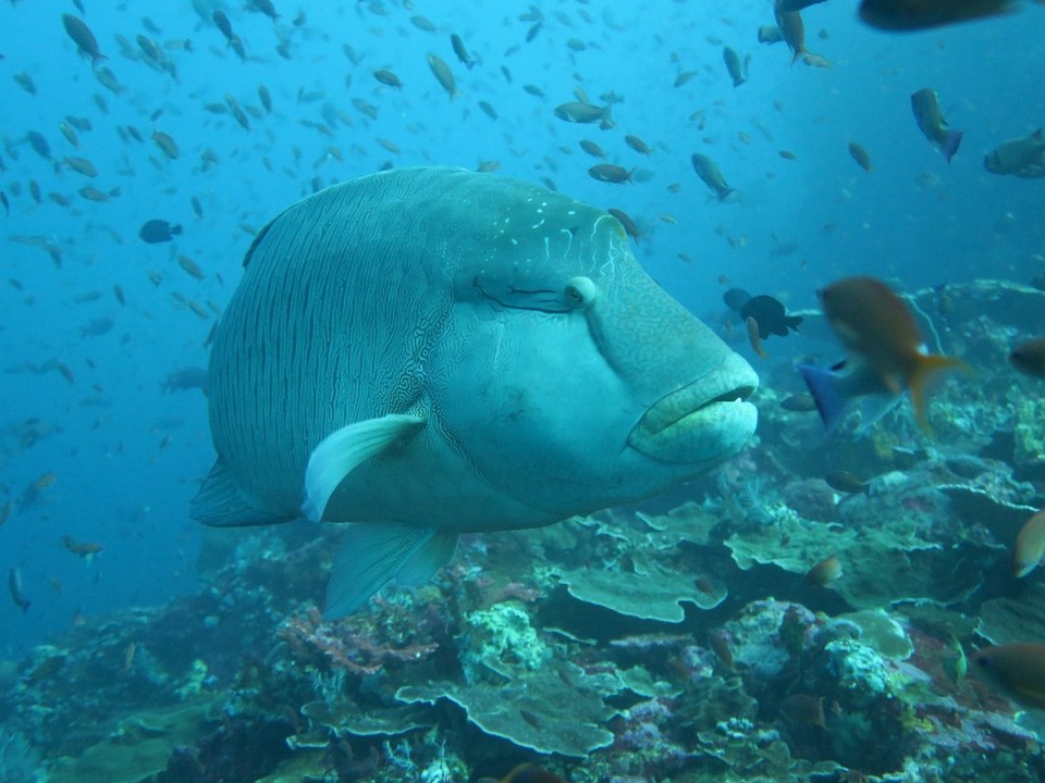 Indonesia - Komodo National Park - Napoleon