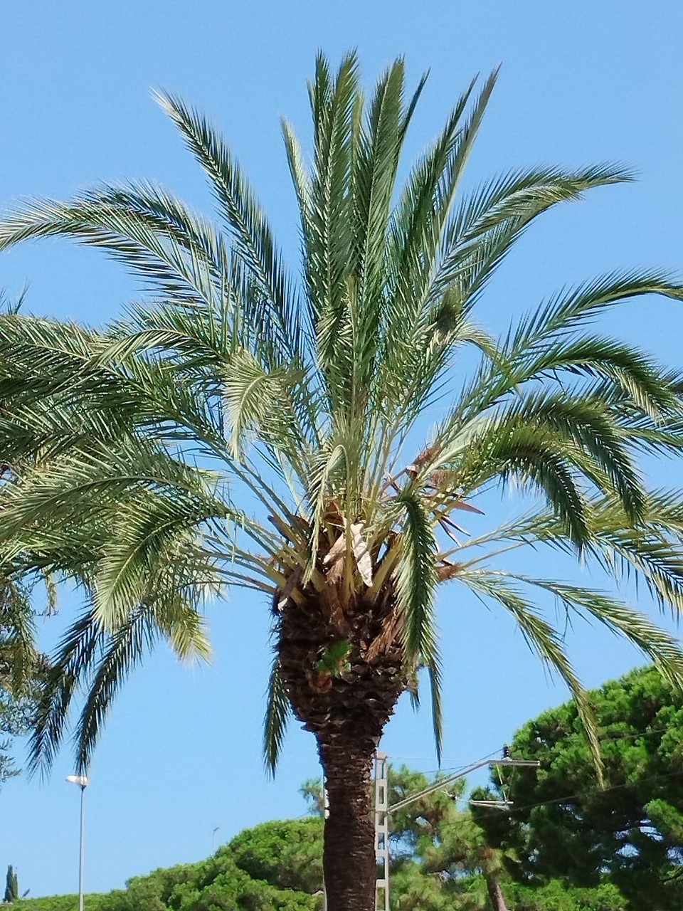 Spanien - Malgrat de Mar - Unsere Palme für daheim haben wir auch schon gefunden🤩🤣🤣🤣🤣🤣