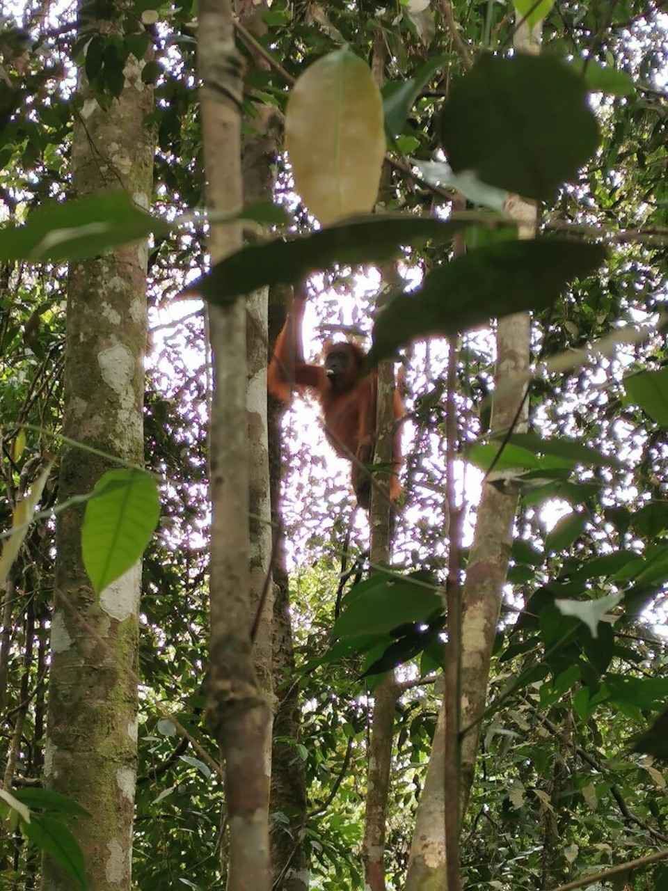 Indonesien - Kabupaten Aceh Tenggara - 