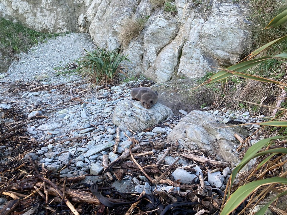 Neuseeland - Kaikōura - 