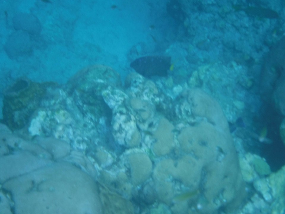 Dominica -  - 