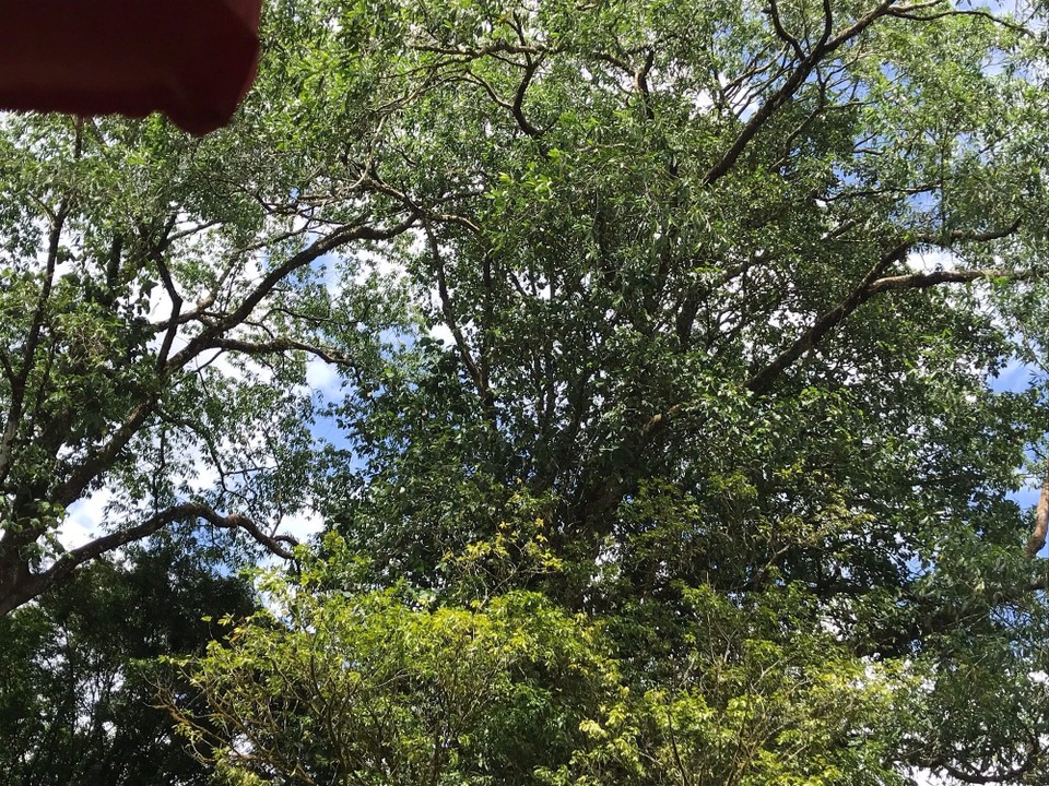 Costa Rica - Paraiso - 