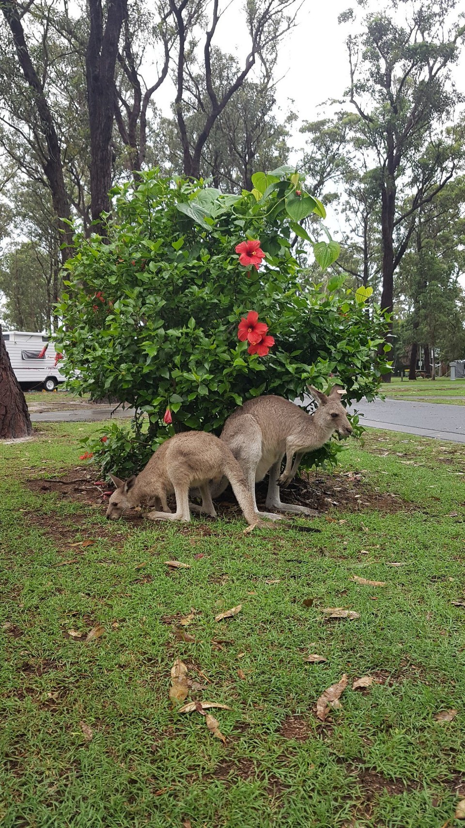 Australien - Arrawarra - 
