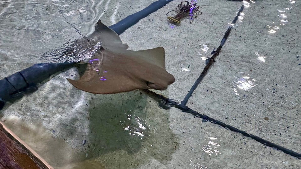 Vereinigte Staaten - Tampa - 