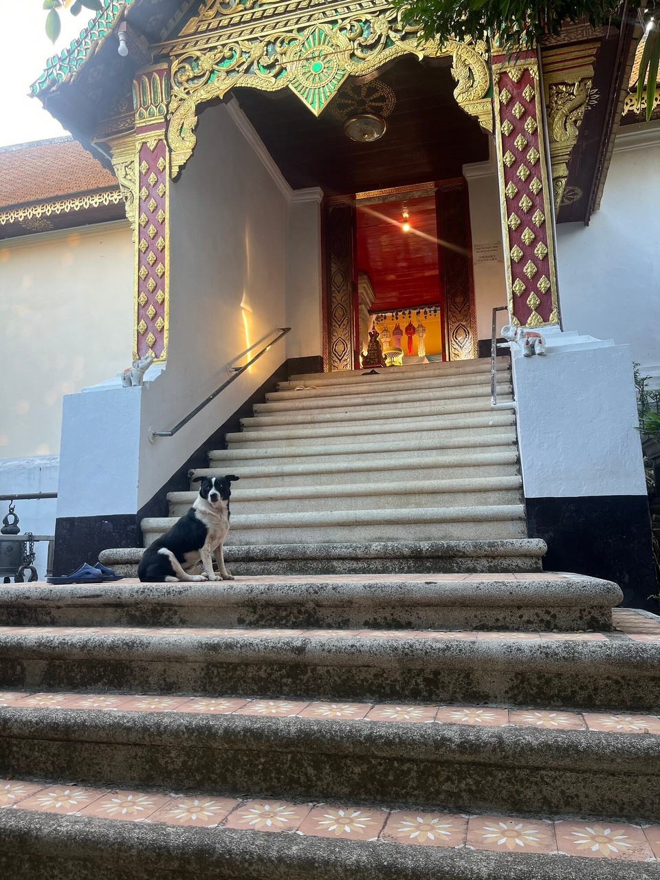 Thailand - Mueang Chiang Mai - This cute doggy was guarding the temple, making sure everyone was taking their shoes off before going in!