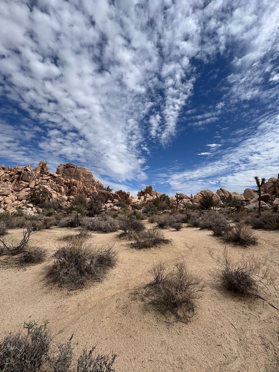 Vereinigte Staaten - Joshua Tree - Vo Los Angeles us, simmer hüt in letscht Nationalpark gfahre, in Joshua Tree. Er esch bekannt für sini Kakteen und Wüstensträucher. Au sini spezielle Steiformatione sind wunderschön gsi.☺️😍