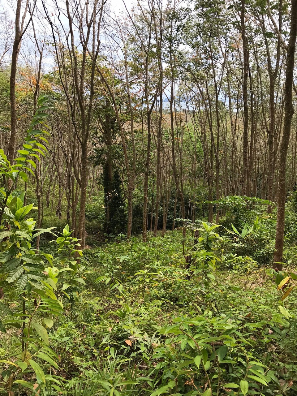 Thailand - Kantang - 
