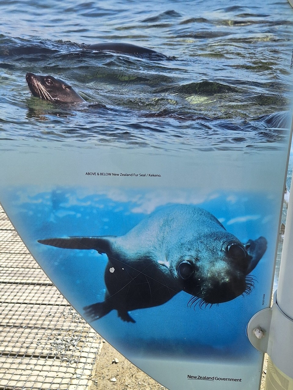 Neuseeland - Cape Foulwind - 