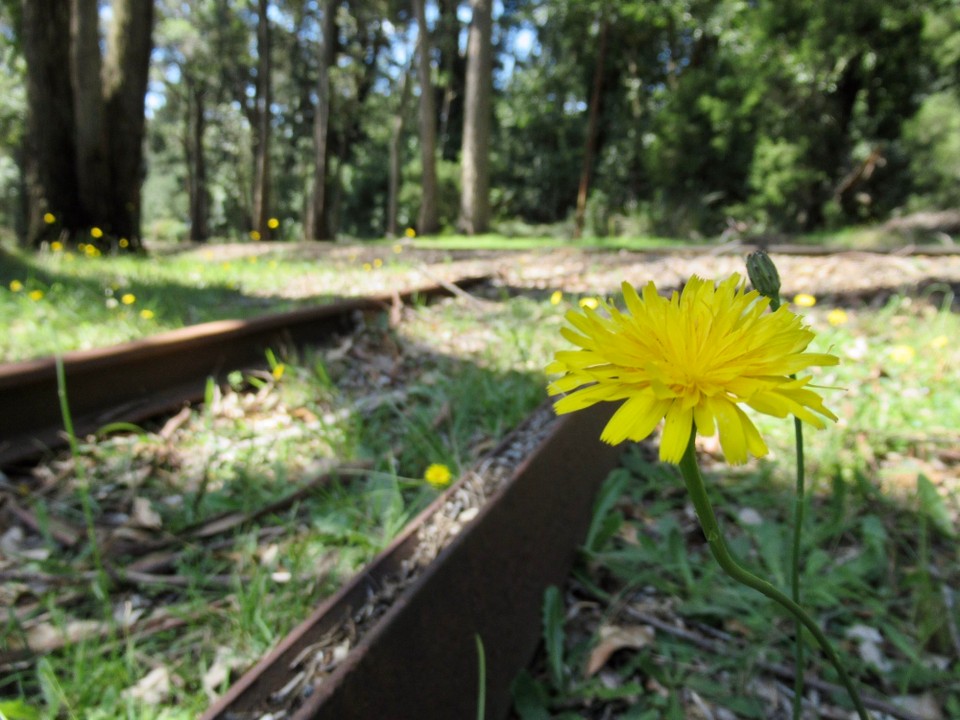 Australien - Emerald - Wandern auf alten Spuren