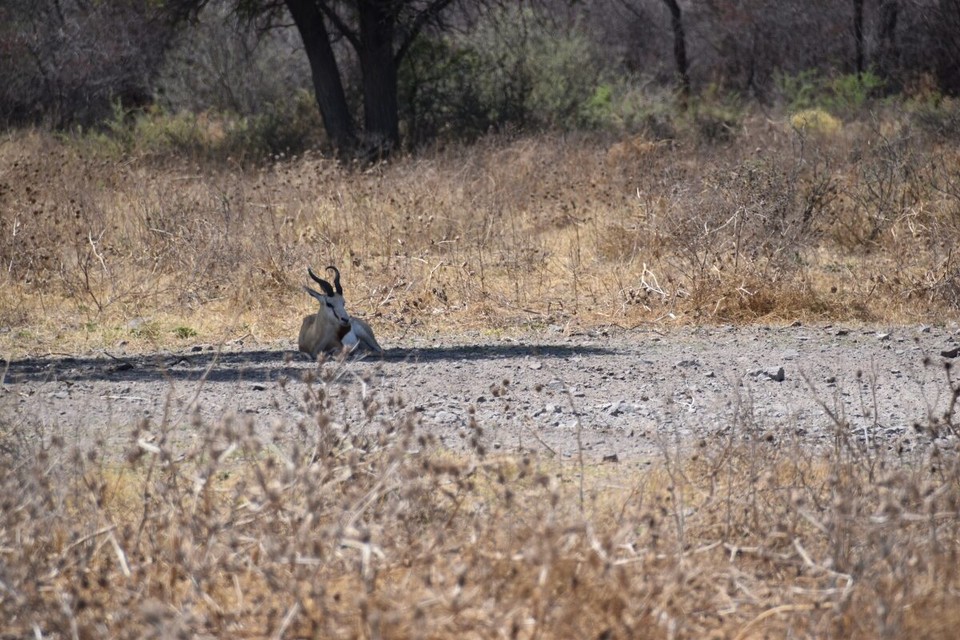 Botsuana -  - Springbock, das National Tier der Südafrikaner.