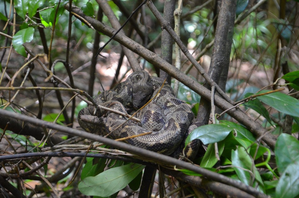 Madagaskar - Nosy Be - Hundskopfboa