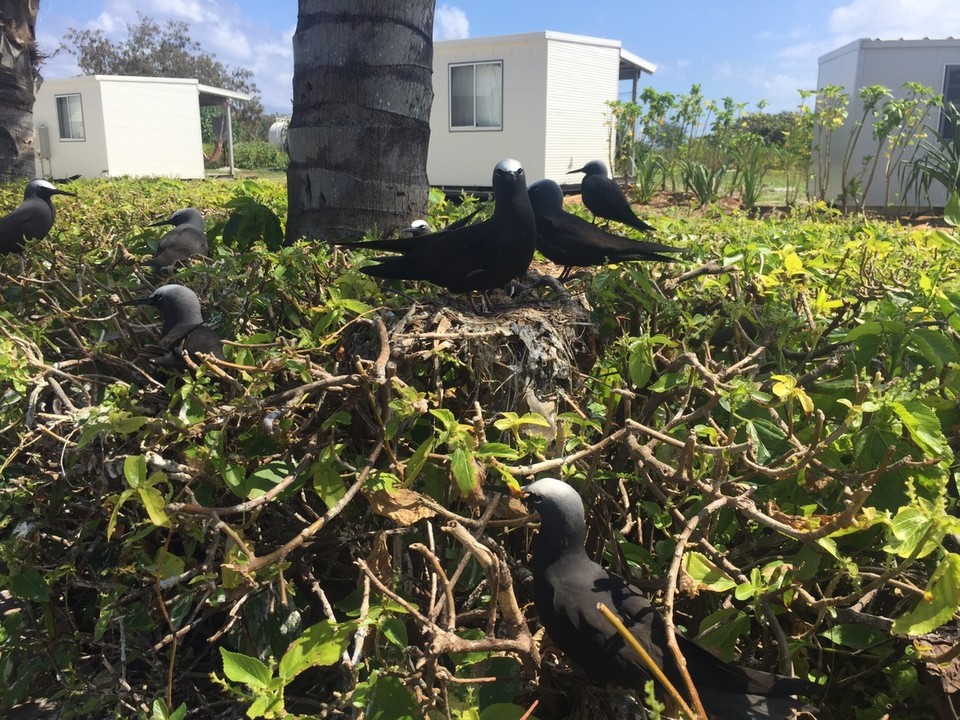  - Australia, Great Barrier Reef Conservation Reserve, Lady Elliot Island - 