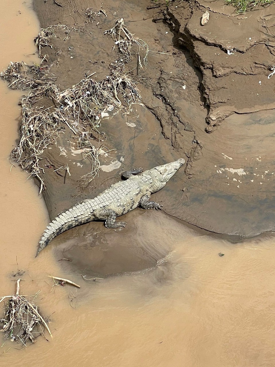 Costa Rica - San José - Danach ging es -erneut über die Krokodilbrücke- zurück nach San José 🐊 
