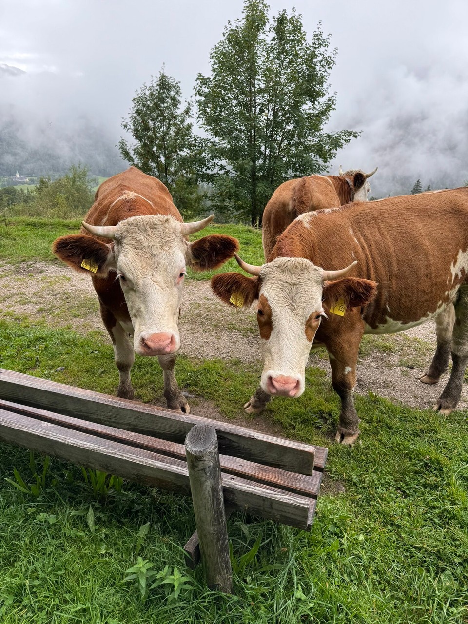 Deutschland - Garmisch-Partenkirchen - 