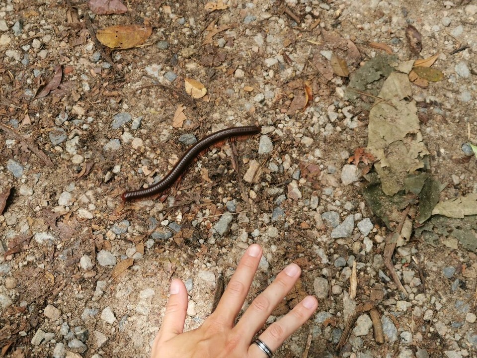 Singapur - Singapur - So en grossa Tusigfüassler 😳