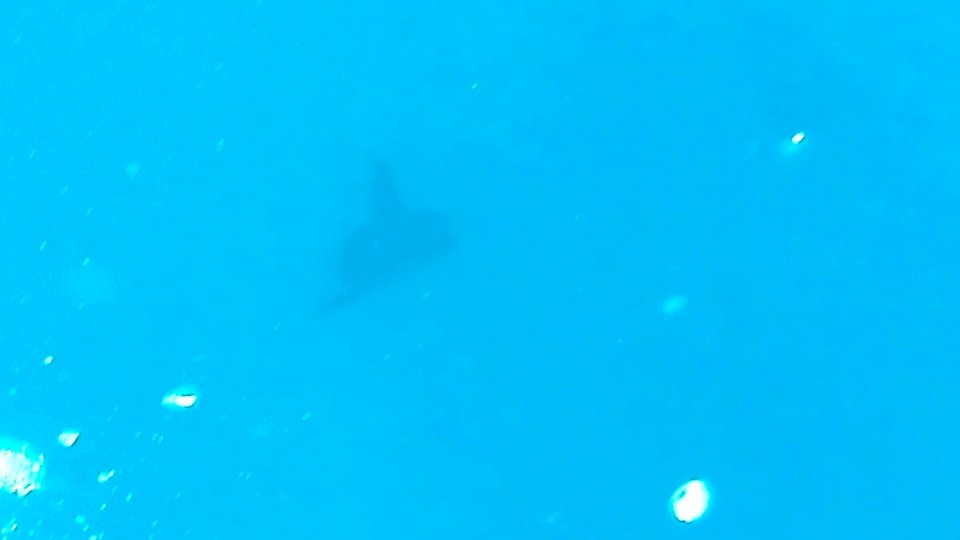Indonesien -  - Mola Mola