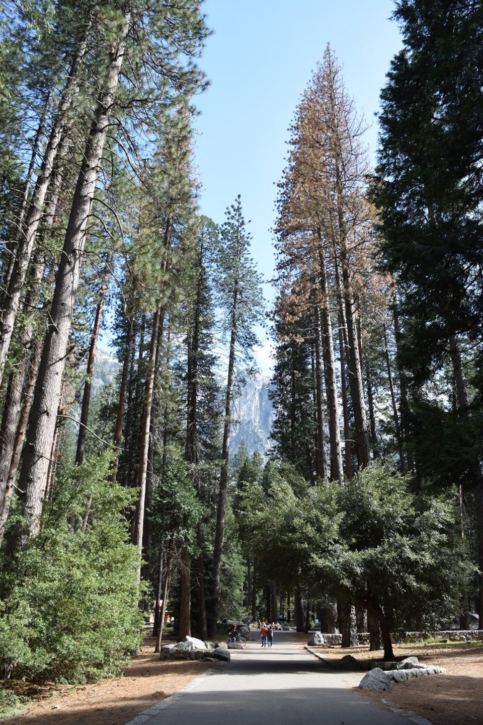 USA - Yosemite-Nationalpark - 