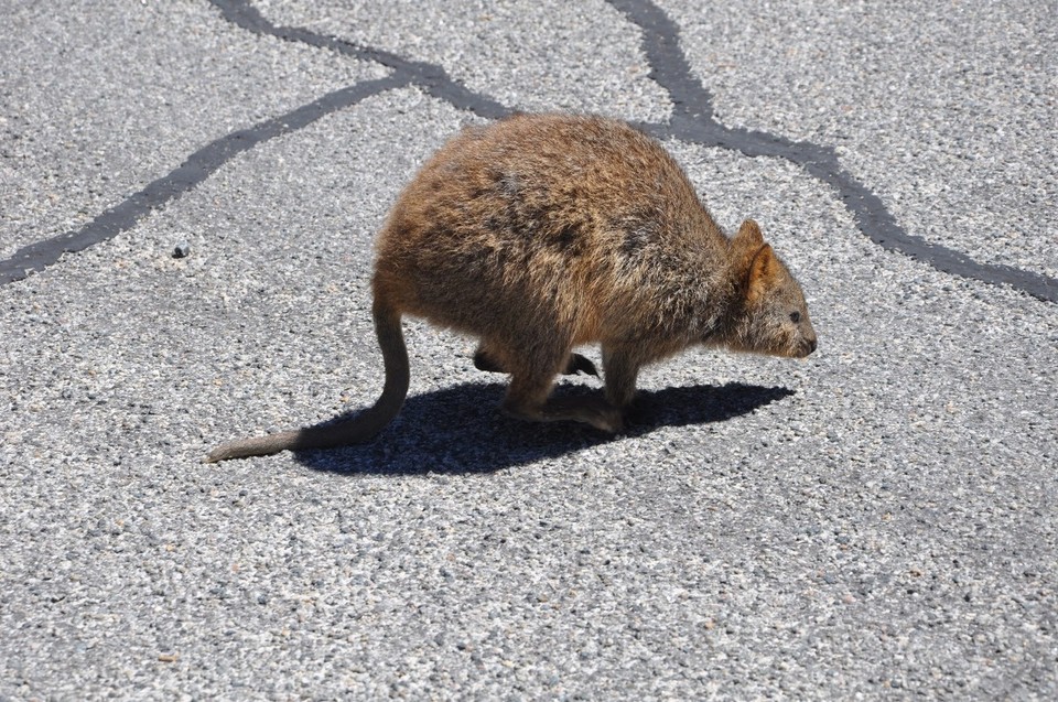 Australien - Rottnest Island - Ein Quokka