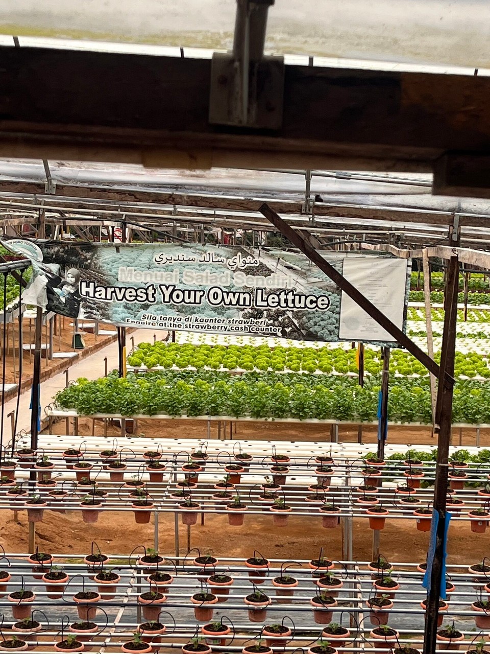 Malaysia - Tanah Rata - 