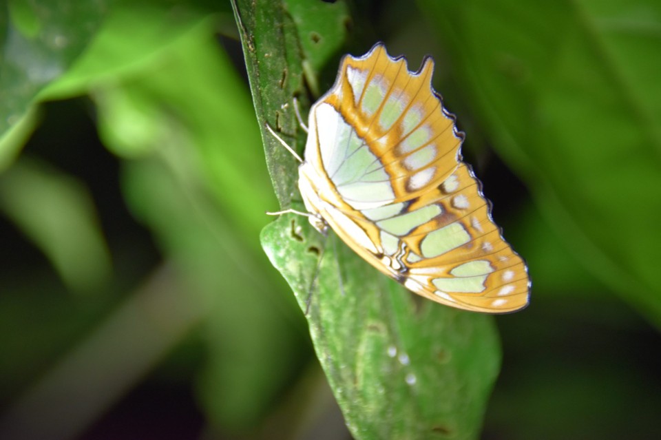 Costa Rica - La Fortuna - 