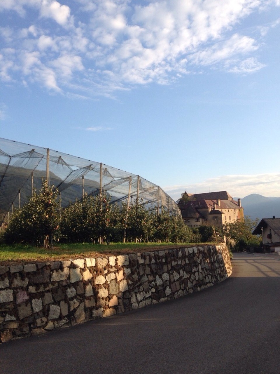  - Italien, Scena/Meran - Apfelplantagen findet man hier überall in Südtirol. Hintergrund Schloss Schenna (Scena)