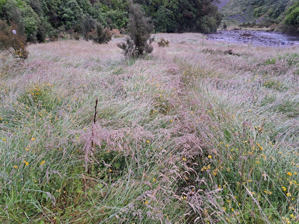 Neuseeland - Arthur’s Pass - Durchs nasse Gras 