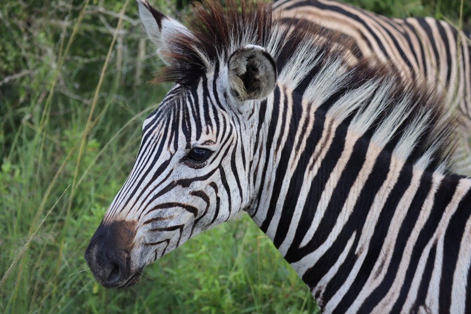 Südafrika - Richards Bay - 