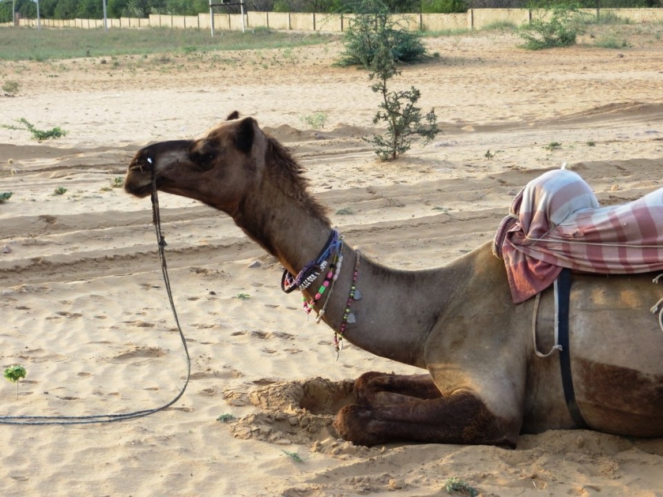 India - Pushkar - 
